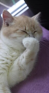 Cat engaging in paw licking while lounging on a soft purple blanket