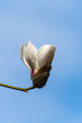 Beautiful white flower on branch of magnolia kobus (Kobushi) against blue sky. Selective focus. Close-up There is space for your text. Nature concept for design.