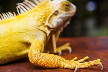 Close-up of an albino iguana on a wooden table. Yellow iguana resting on a wood.