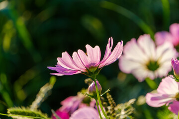柔らかな光に照らされる秋桜