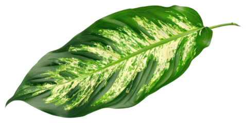 PNG Vibrant tropical leaf with variegation