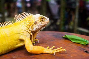 Close-up of an albino iguana on a wooden table. Yellow iguana resting on a wood.