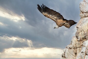 Griffon vulture (Gyps fulvus) in full flight, in the Monfragüe natural park, Extremadura, Spain.
