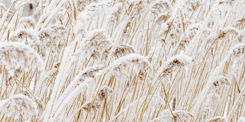Snow-Covered plants in Winter Landscape banner, Close-up pampas grass as natural aesthetic pattern, minimal beauty of nature, frosty reeds in serene wintertime scenery, white beige bworn neutral color