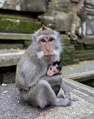 Long-Tailed Macaque Mother and Baby, Ubud, Bali