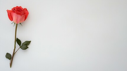 Fototapeta premium A single coral rose with green leaves against a plain white background.