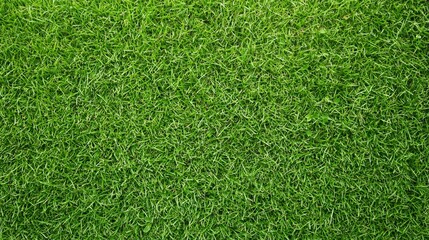 Obraz premium A close-up view of lush green grass, showcasing its texture and vibrant color.