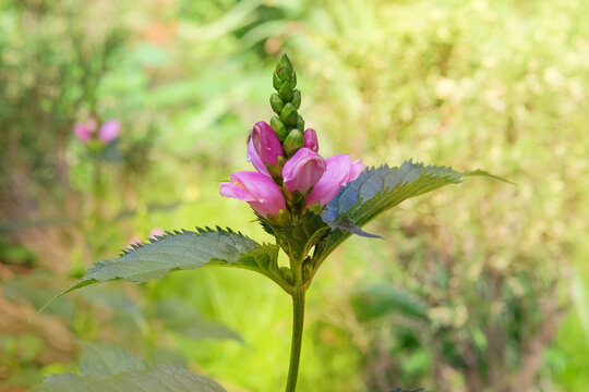 Flowers of Chelone obliqua is growing in garden. Countryside garden. Turtlehead chelone flowers background. Wildflowers in meadow.