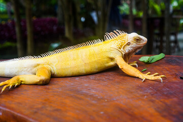 Close-up of an albino iguana on a wooden table. Yellow iguana resting on a wood.