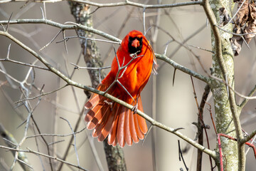 Northern Cardinal stretching