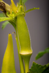 Super closeup tall Okra or Ladies' fingers vegetable in graphic moody frame. Studio low key still life of edible food in spotlight contrasted against a studio background