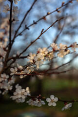 Spring Blooming Trees in Full Glory