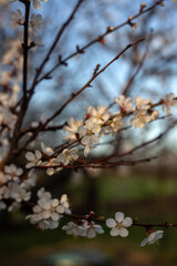 Spring Blooming Trees in Full Glory