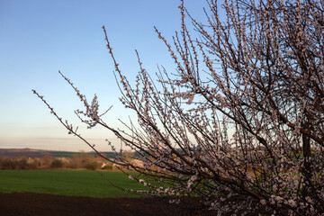 Spring Blooming Trees in Full Glory
