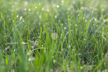 Morning Dew Sparkling on Grass