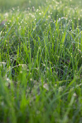 Morning Dew Sparkling on Grass
