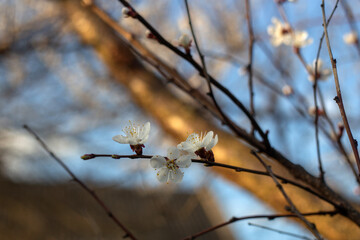 Spring Blooming Trees in Full Glory