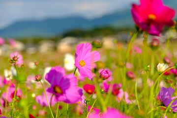 Obraz premium 秋桜が彩る秋の風景