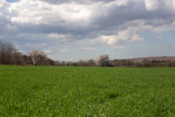 spring field with green grass and clouds