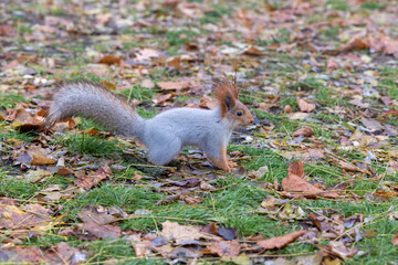 Squirrel on the ground with autumn leaves
