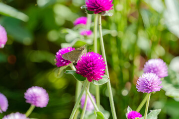 千日紅と蝶の出会い