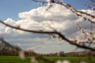 Spring Blooming Trees in Full Glory