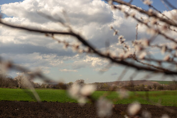 Spring Blooming Trees in Full Glory