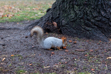 The squirrel is picking up food from the ground