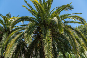 Palm tree with luxurious turquoise leaves grows in park among evergreens. Butia capitata palm, commonly known as jelly palmn in landscape park in Sochi. Nature concept for design