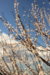 Spring Blooming Trees in Full Glory