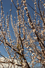 Spring Blooming Trees in Full Glory