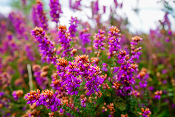 Close up of purple heather flowers in the summer