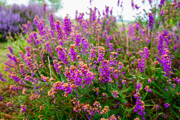 Obraz premium Close up of purple heather flowers in the summer