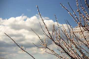 Spring Blooming Trees in Full Glory