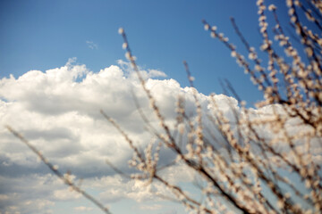 Spring Blooming Trees in Full Glory