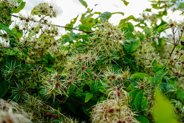Close up of Old man's beard plant