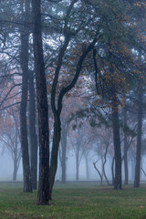 Park in fog in winter