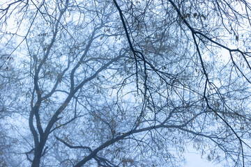Tree branches against the sky in foggy weather
