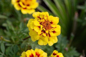 Yellow marigold flowers on a green background on a summer sunny day macro photography. Blooming tagetes flower with yellow petals in summer, close up photo.