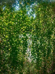 A steel wall with gaps and vines growing all over it naturally.