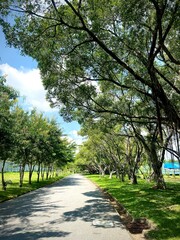 A health park walkway lined with trees on both sides, shady and refreshing, road in the park.