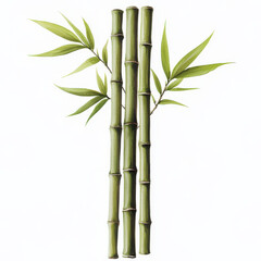 Bamboo stalks with green leaves against a white background.