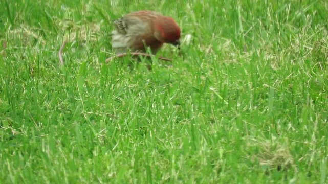 Beautiful Red Finch enjoys food in open field.. These birds have reappeared in North America after long absence.