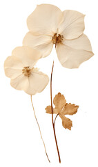 PNG  Real Pressed a White Ivy Flower flower petal plant.