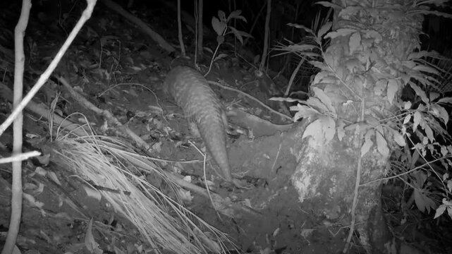 Chinese pangolin walking through the forest at night