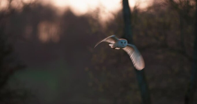 SLO MO MS Barn owl (Tyto alba) flying in forest at sunset / Dorset, UK
