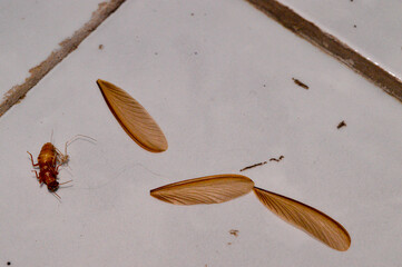 Laron is part of a termite colony that maintains their life cycle. Laron will appear when entering the rainy season.