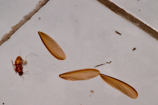 Laron is part of a termite colony that maintains their life cycle. Laron will appear when entering the rainy season.
