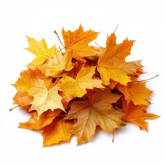 Fototapeta premium Pile of autumn leaves isolated on white background