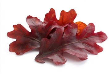 Red autumn oak leaf isolated white background